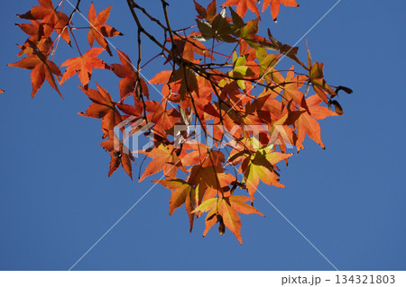 京都大原の赤く紅葉した楓の葉 134321803