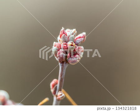 Acer negundo, Box elder, boxelder, ash-leaved and maple ash, Manitoba, elf, ashleaf maple male inflorescences and flowers on branch outdoor. Acer negundo, Box elder, boxelder, ash-leaved and maple ash, Manitoba, elf, ashleaf maple male inflorescences and flowers on branch outdoor. 134321818
