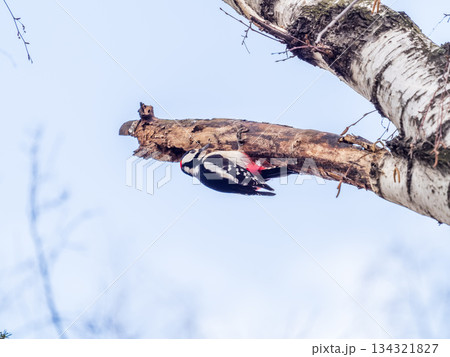 Little woodpecker sits on a tree trunk. The great spotted woodpecker, Dendrocopos major Little woodpecker sits on a tree trunk. The great spotted woodpecker, Dendrocopos major 134321827