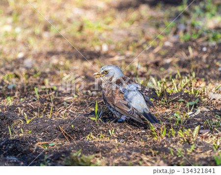 A fieldfare chick, Turdus pilaris, has left the nest and sitting on the spring lawn. A fieldfare chick sits on the ground and waits for food from its parents. 134321841