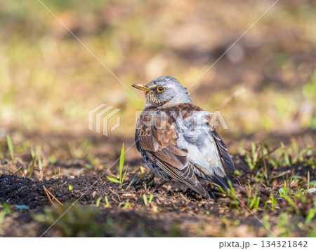 A fieldfare chick, Turdus pilaris, has left the nest and sitting on the spring lawn. A fieldfare chick sits on the ground and waits for food from its parents. A fieldfare chick, Turdus pilaris, has left the nest and sitting on the spring lawn. A fieldfare chick sits on the ground and waits for food from its parents. 134321842