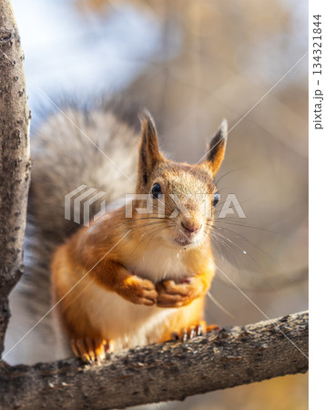 Squirrel sits on a branch in Autumn park Squirrel sits on a branch in Autumn park 134321844