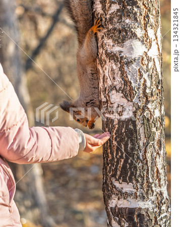 Girl feeds a squirrel with nuts in an autumn park. 134321845