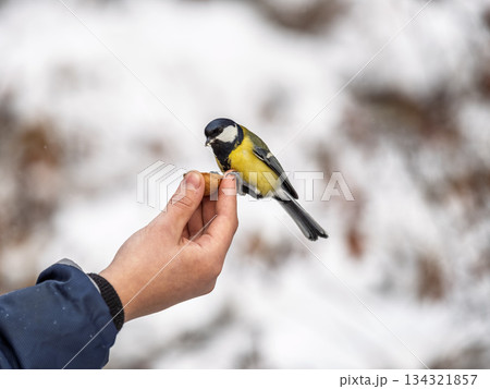 A tit sits on a man's hand and eats seeds. A tit sits on a man's hand and eats seeds. 134321857