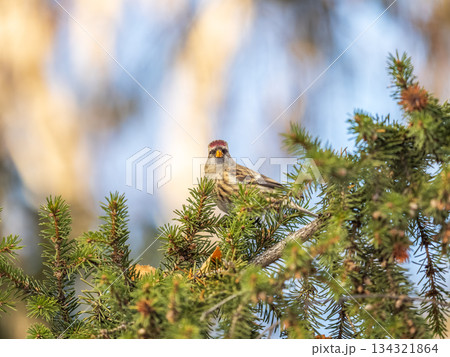 Common redpoll female, cute bird with bright red patch on its forehead sits on tree branch without leaves in sunny spring day. 134321864