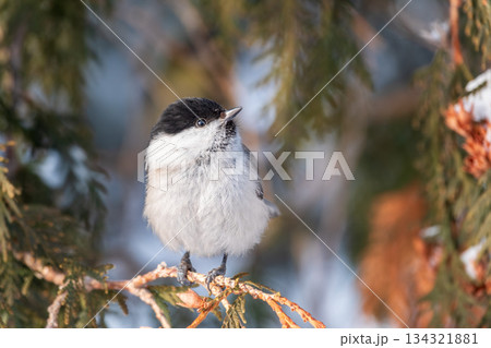 Cute bird the willow tit, song bird sitting on the fir branch with snow in winter 134321881