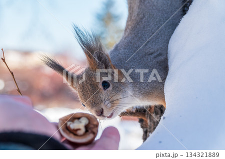 Squirrel eats nuts from a man's hand. Caring for animals in winter or autumn. 134321889