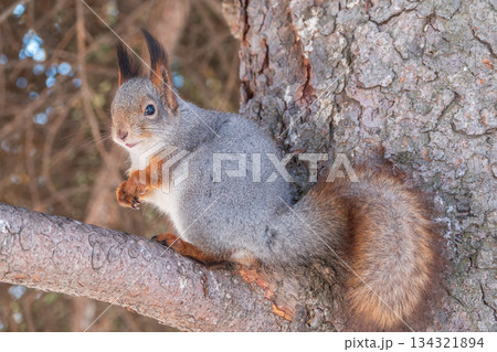 The squirrel sits on a branches without leaves in the winter or autumn The squirrel sits on a branches without leaves in the winter or autumn 134321894