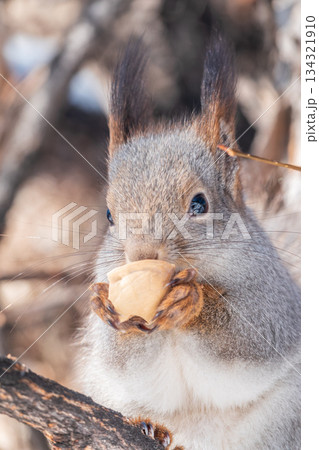The squirrel with nut sits on tree in the winter or late autumn The squirrel with nut sits on tree in the winter or late autumn 134321910