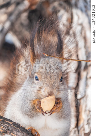 The squirrel with nut sits on tree in the winter or late autumn 134321912