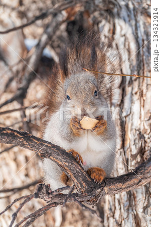 The squirrel with nut sits on tree in the winter or late autumn The squirrel with nut sits on tree in the winter or late autumn 134321914
