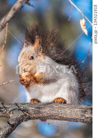The squirrel with nut sits on tree in the winter or late autumn 134321918