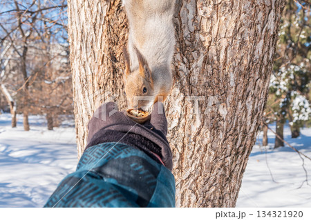 Squirrel eats nuts from a man's hand. Caring for animals in winter or autumn. Squirrel eats nuts from a man's hand. Caring for animals in winter or autumn. 134321920