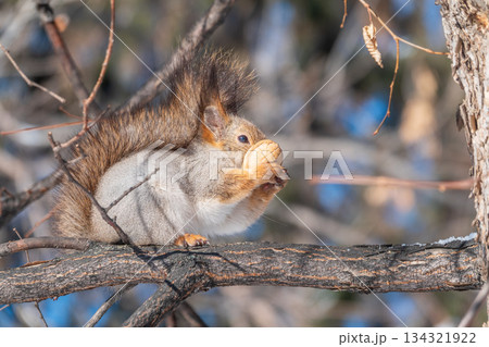 The squirrel with nut sits on tree in the winter or late autumn 134321922