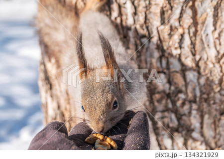 Squirrel eats nuts from a man's hand. Caring for animals in winter or autumn. 134321929