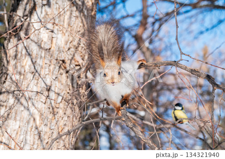 The squirrel sits on a branches without leaves in the winter or autumn 134321940
