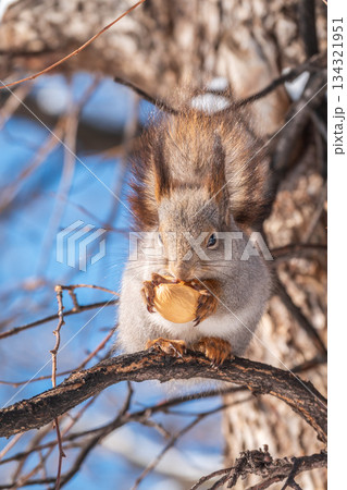 The squirrel with nut sits on tree in the winter or late autumn 134321951