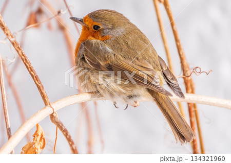 Cute bird the European Robin, Erithacus rubecula. sitting on the tree branch in winter. Cute bird the European Robin, Erithacus rubecula. sitting on the tree branch in winter. 134321960