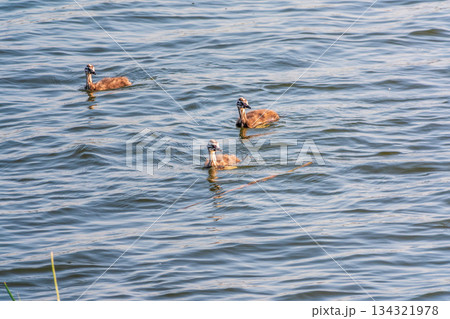 Great Crested Grebe Chick Growing Up Swimming In A Pond 134321978
