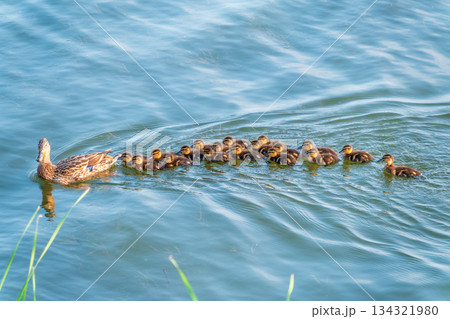 A family of ducks, a duck and its little ducklings are swimming in the water. The duck takes care of its newborn ducklings. Mallard, lat. Anas platyrhynchos A family of ducks, a duck and its little ducklings are swimming in the water. The duck takes care of its newborn ducklings. Mallard, lat. Anas platyrhynchos 134321980
