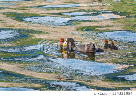 Eurasian Coot with Chicks Swimming on Lake 134321984