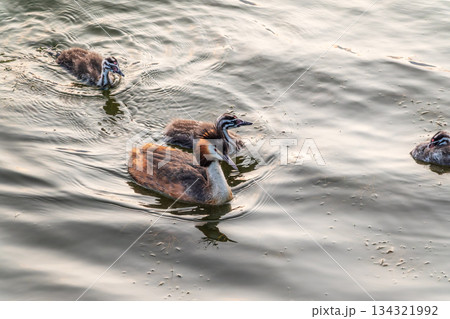 The waterfowl bird, great crested grebe with chick, swimming in the lake. The waterfowl bird, great crested grebe with chick, swimming in the lake. 134321992