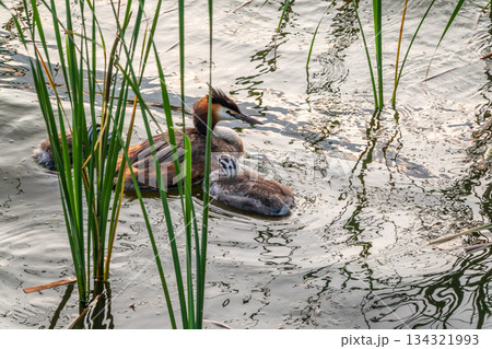 The waterfowl bird, great crested grebe with chick, swimming in the lake. The waterfowl bird, great crested grebe with chick, swimming in the lake. 134321993