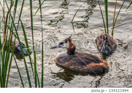 The waterfowl bird, great crested grebe with chick, swimming in the lake. The waterfowl bird, great crested grebe with chick, swimming in the lake. 134321994