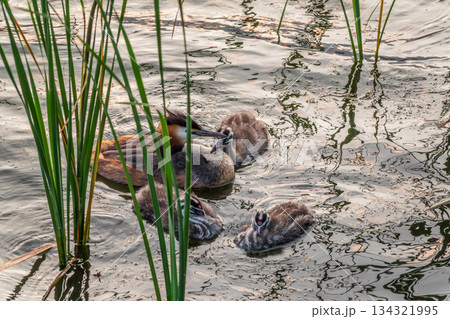 The waterfowl bird, great crested grebe with chick, swimming in the lake. The waterfowl bird, great crested grebe with chick, swimming in the lake. 134321995