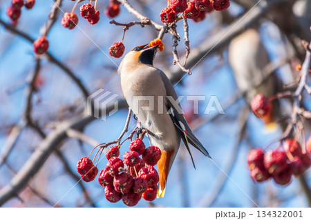 Bohemian Waxwing, Bombycilla garrulus, sitting on the bush and feeding on wild red apples in winter or early spring time. Bohemian Waxwing, Bombycilla garrulus, sitting on the bush and feeding on wild red apples in winter or early spring time. 134322001