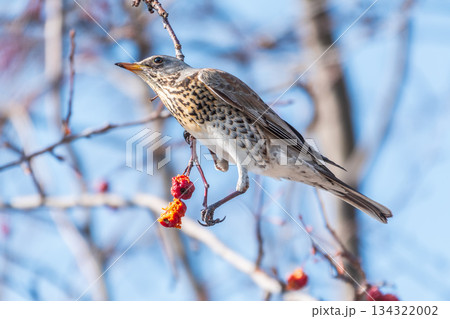 Fieldfare sitting on the bush and feeding on wild red apples in winter or early spring time. 134322002