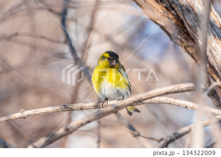 Eurasian siskin male, latin name spinus spinus, sitting on branch of tree. Cute little yellow songbird. 134322009