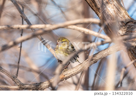 Eurasian siskin male, latin name spinus spinus, sitting on branch of tree. Cute little yellow songbird. 134322010