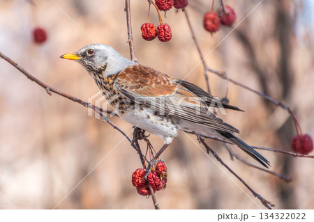 Fieldfare sitting on the bush and feeding on wild red apples in winter or early spring time. 134322022