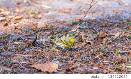 A male Eurasian siskin sits on the ground covered with dry leaves and grass. Carduelis spinus. song bird in the nature habitat. 134322023
