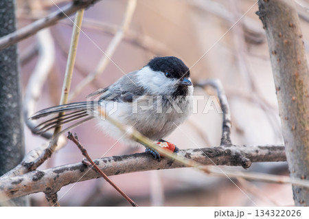 Cute bird the willow tit, song bird sitting on a branch without leaves in the winter. Cute bird the willow tit, song bird sitting on a branch without leaves in the winter. 134322026