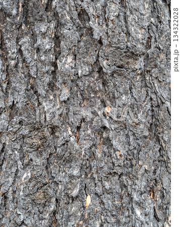 The bark of an old tree. Larch bark. The bark of an old tree. Larch bark. 134322028