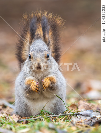Squirrel in autumn or spring with nut on the green grass with fallen yellow leaves Squirrel in autumn or spring with nut on the green grass with fallen yellow leaves 134322032
