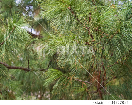 Needles and flowering of Siberian pine in sunny spring day. Pinus sibirica flower. Flowering Siberian cedar cones 134322036