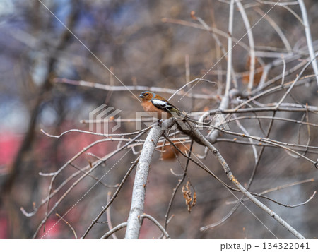 Common chaffinch, Fringilla coelebs, sits on a branch in spring on green background. Common chaffinch in wildlife. 134322041