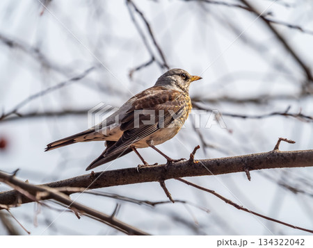 Fieldbird sits on a branch in spring with a blurred background. Fieldbird sits on a branch in spring with a blurred background. 134322042