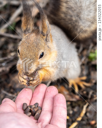 Squirrel eats nuts from a man's hand. Caring for animals in winter or autumn. 134322055