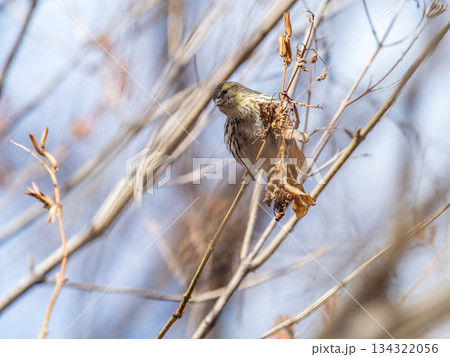 Eurasian siskin female, latin name spinus spinus, sitting on branch of tree. Cute little yellow songbird. 134322056