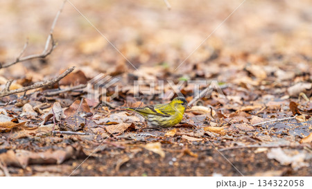 A male Eurasian siskin sits on the ground covered with dry leaves and grass. Carduelis spinus. song bird in the nature habitat. 134322058