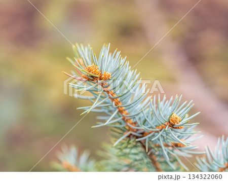 Fir branch with needles in the sunset light 134322060