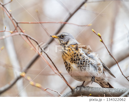 Fieldbird sits on a branch in spring with a blurred background. 134322062