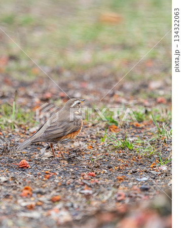 Wood bird Redwing, Turdus iliacus, on a sprng lawn. 134322063