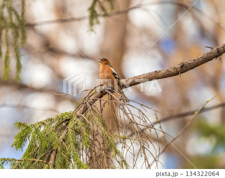 Common chaffinch, Fringilla coelebs, sits on a branch in spring on green background. Common chaffinch in wildlife. 134322064