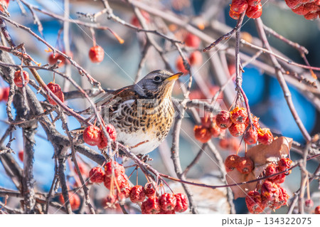Fieldfare sitting on the bush and feeding on wild red apples in winter or early spring time. Fieldfare sitting on the bush and feeding on wild red apples in winter or early spring time. 134322075