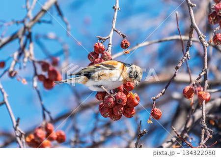 Brambling (Fringilla montifringilla) feeds on apples in winter. Brambling (Fringilla montifringilla) feeds on apples in winter. 134322080